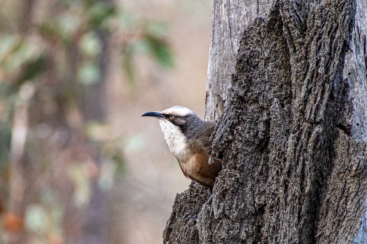 オーストラリアマルハシ - ML645911074