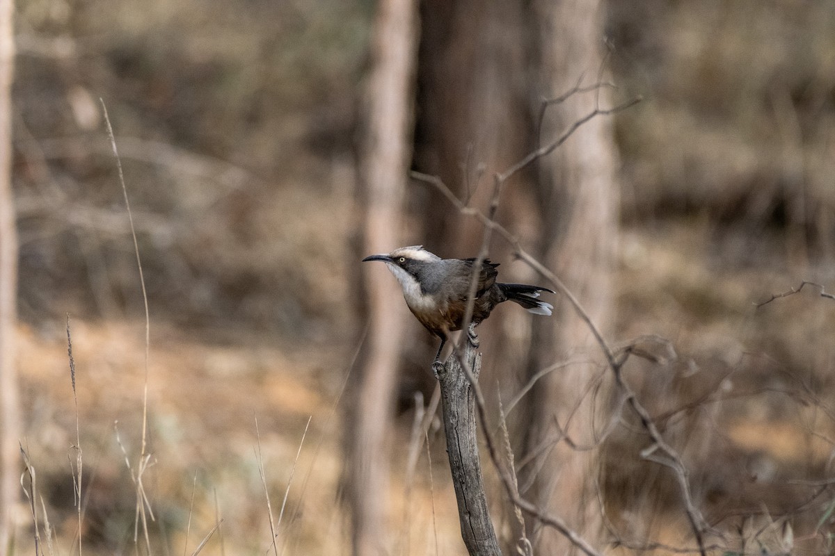 オーストラリアマルハシ - ML645911075