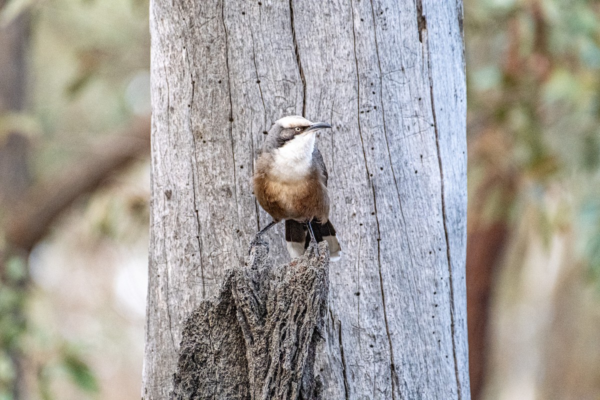 オーストラリアマルハシ - ML645911076