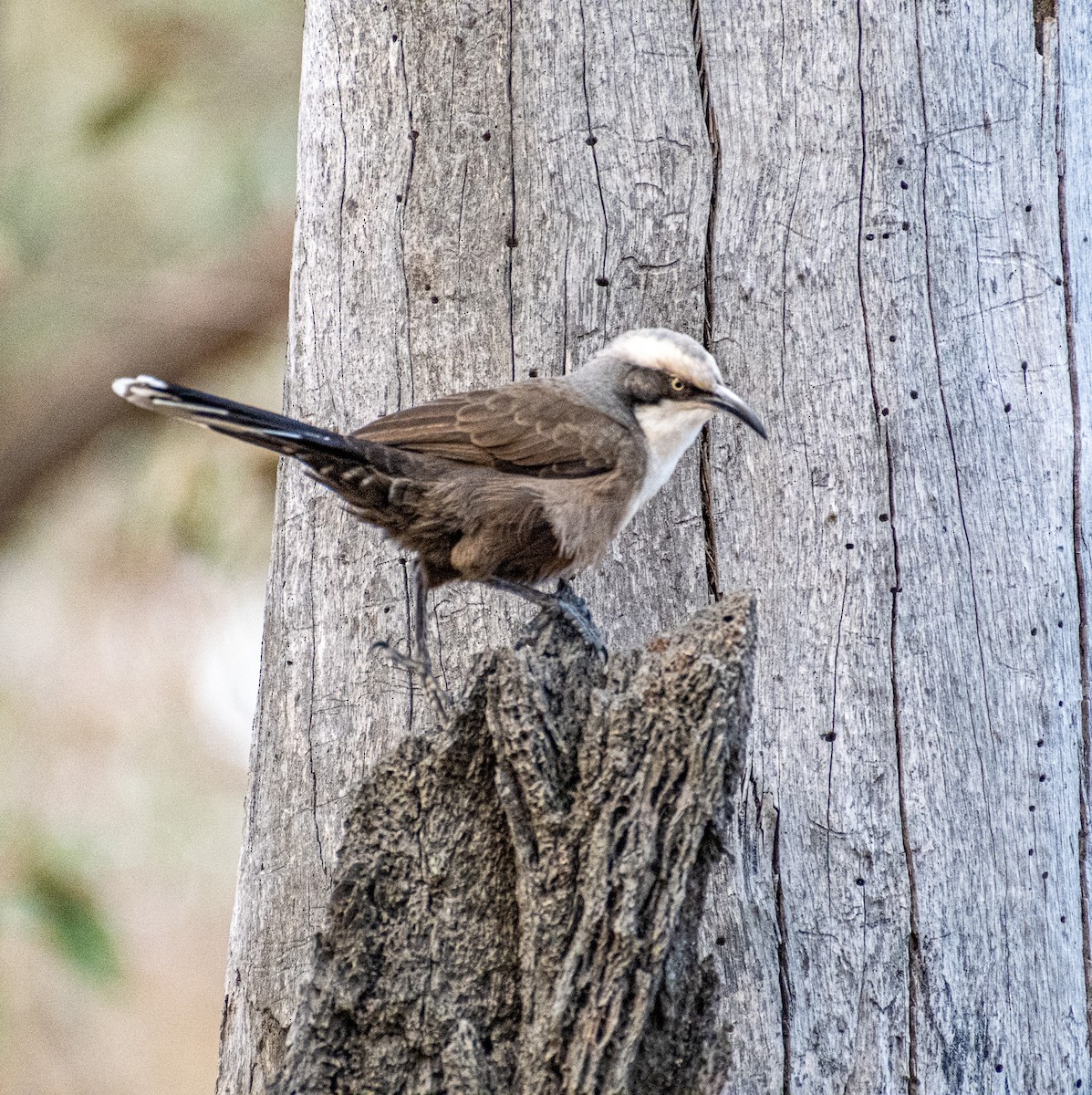 オーストラリアマルハシ - ML645911077