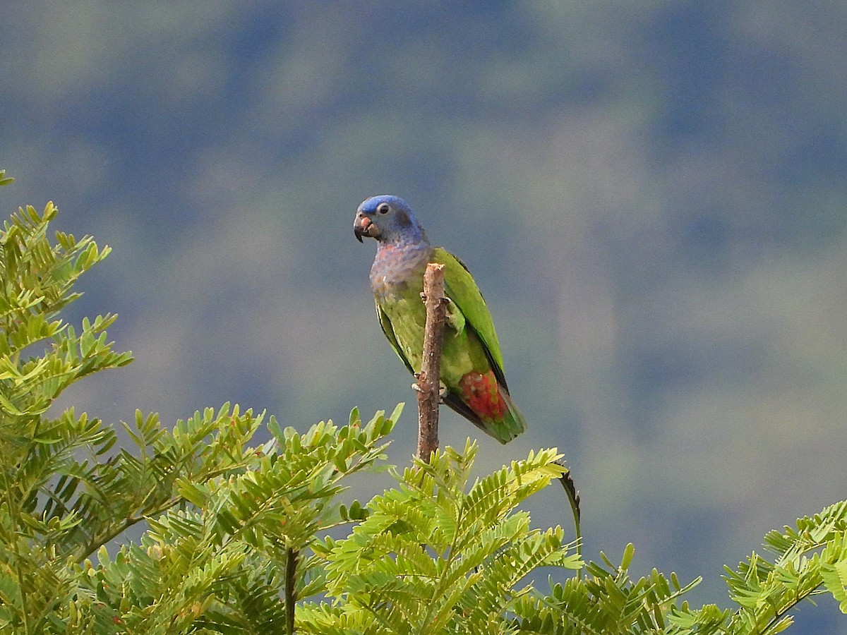 Blue-headed Parrot - ML645911091