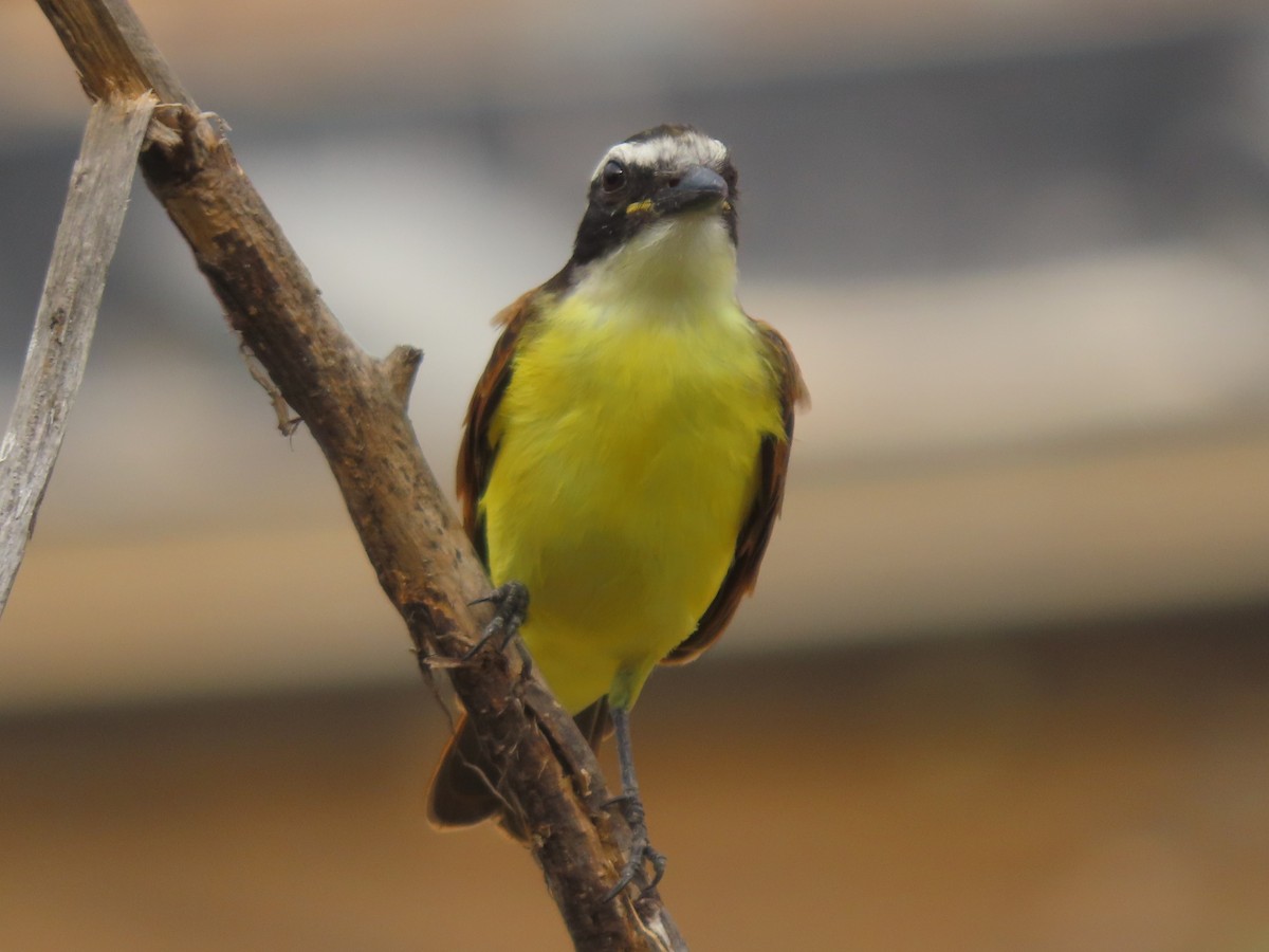 Great Kiskadee - ML645911094