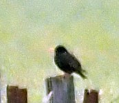 European Starling - ML645911113