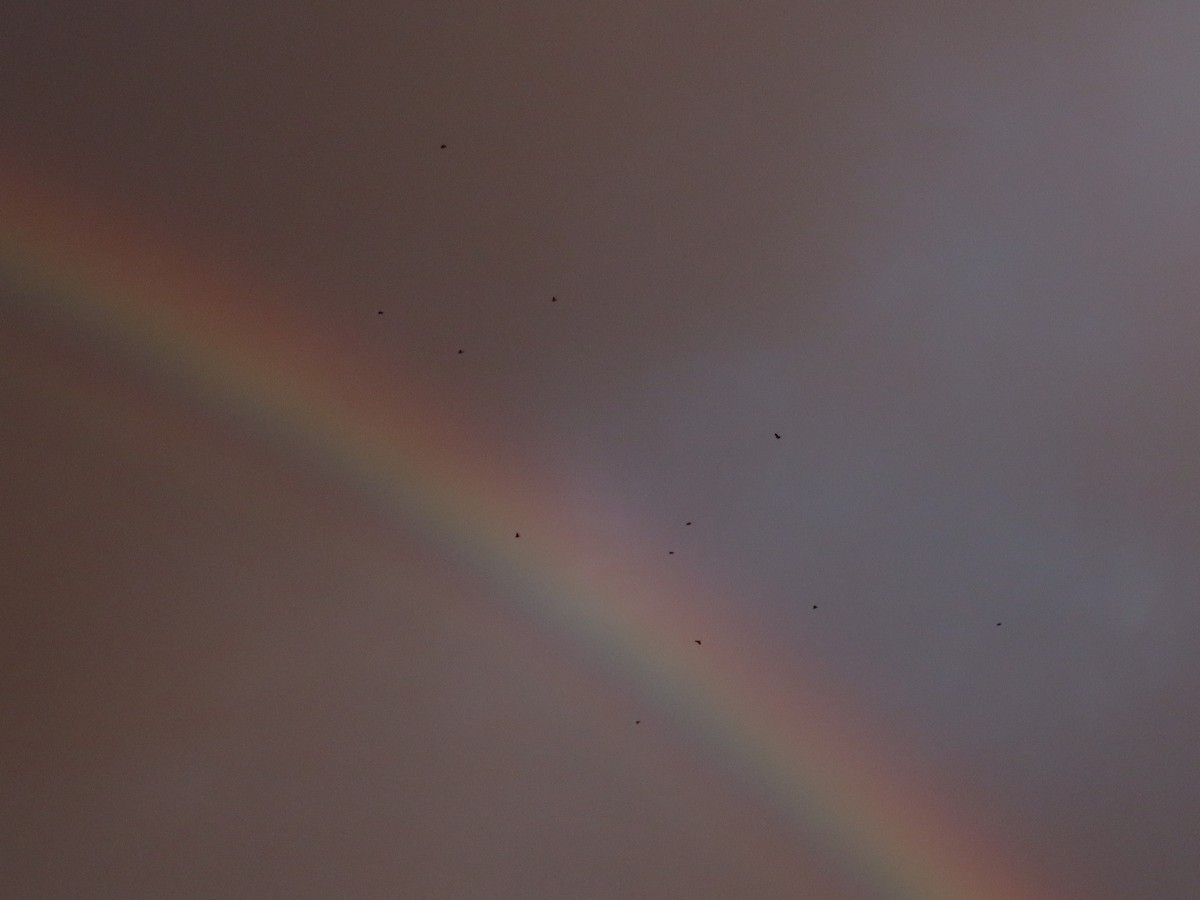 American Robin - ML645911120