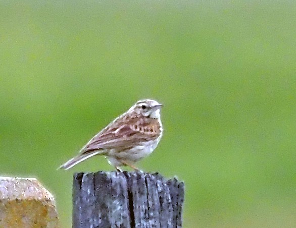 Australian Pipit - ML645911121