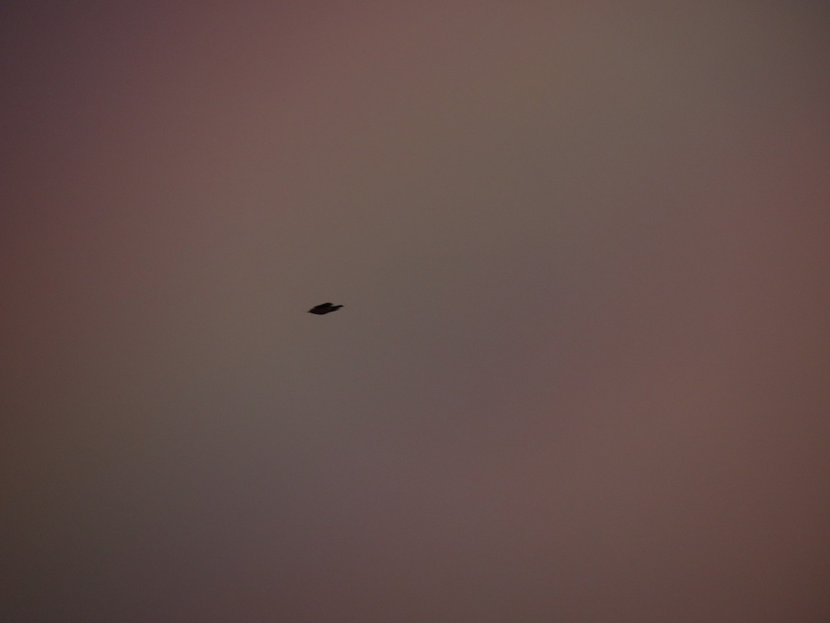 American Robin - ML645911125