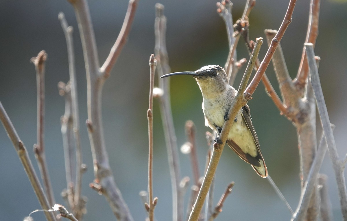 Oasis Hummingbird - ML645911132