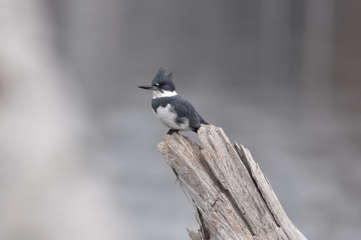 Belted Kingfisher - ML645911137