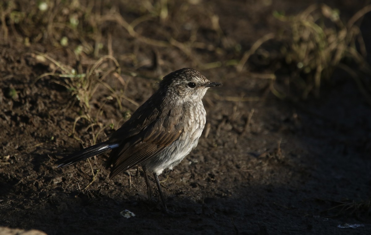 Chinese Rubythroat - ML645911145