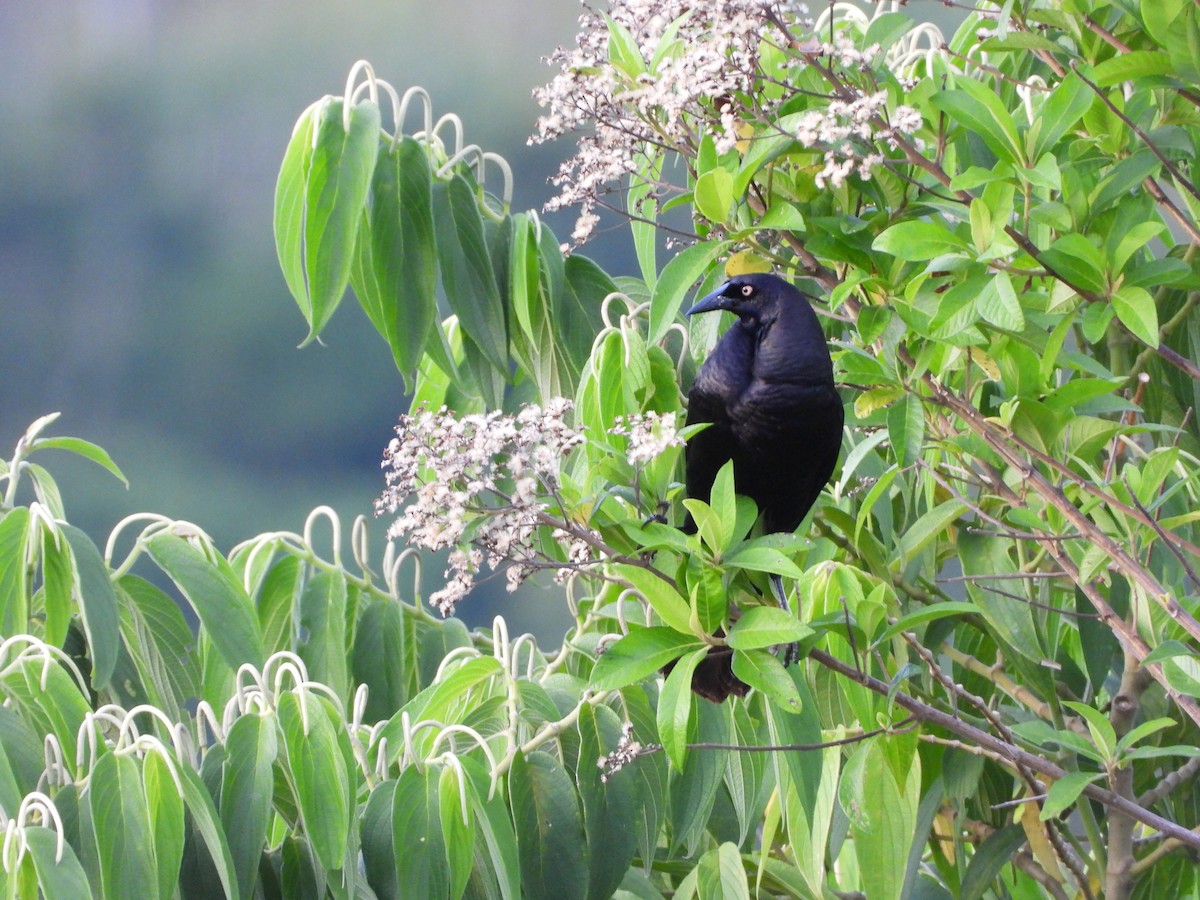 Giant Cowbird - ML645911159