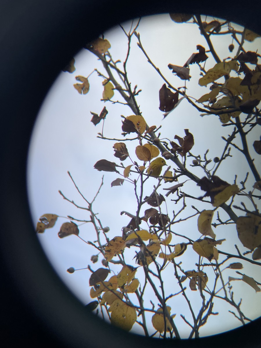 Northern Yellow Warbler - ML645911186