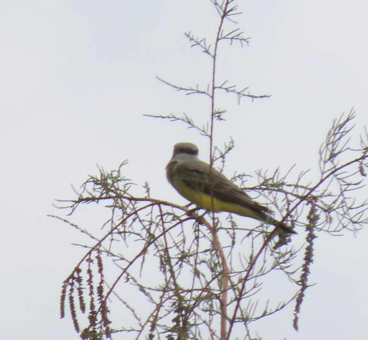 Western Kingbird - ML645911188