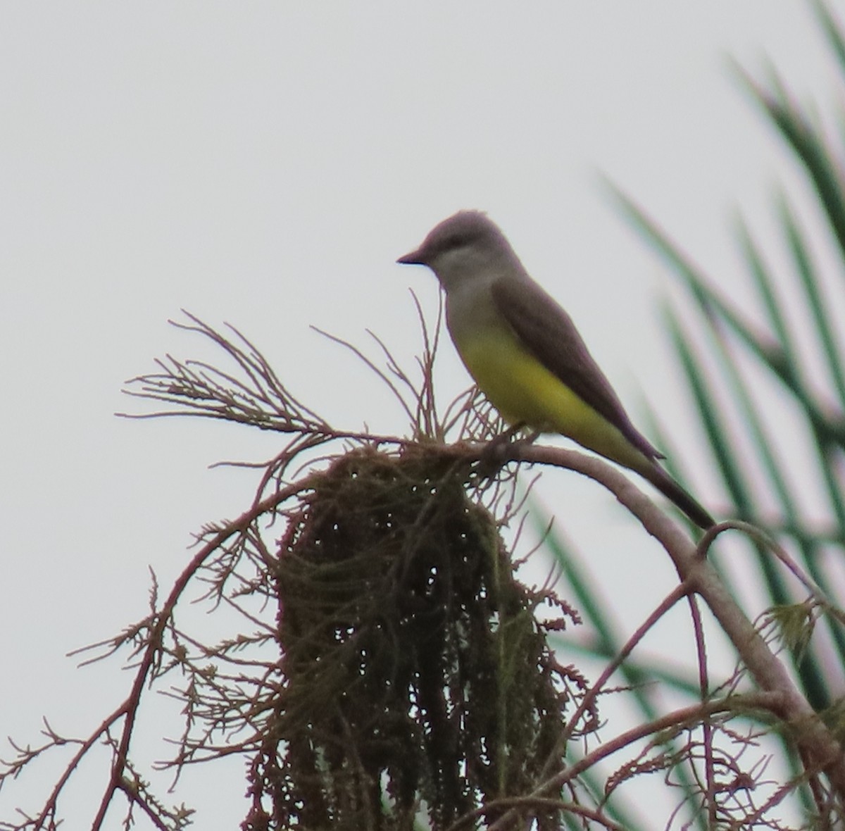 Western Kingbird - ML645911189
