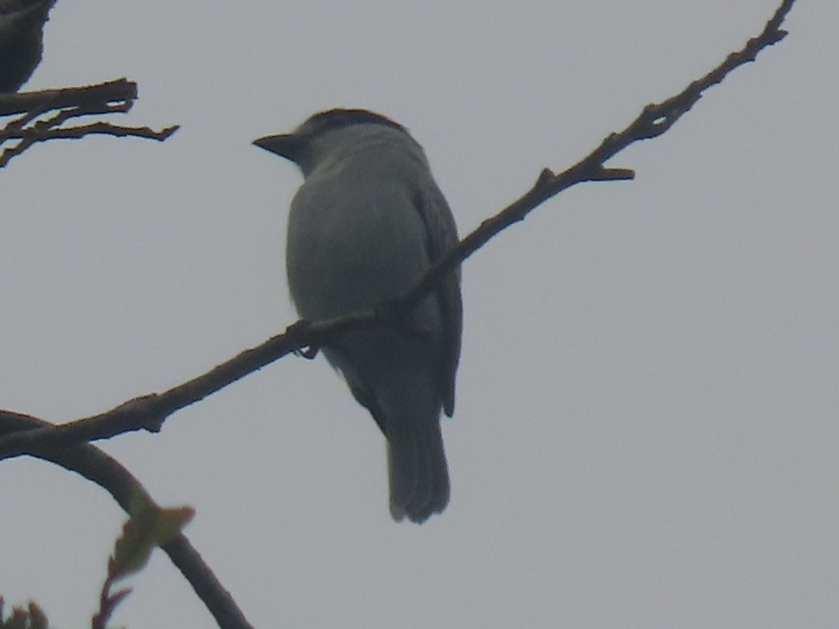 Cinereous Becard - ML645911194