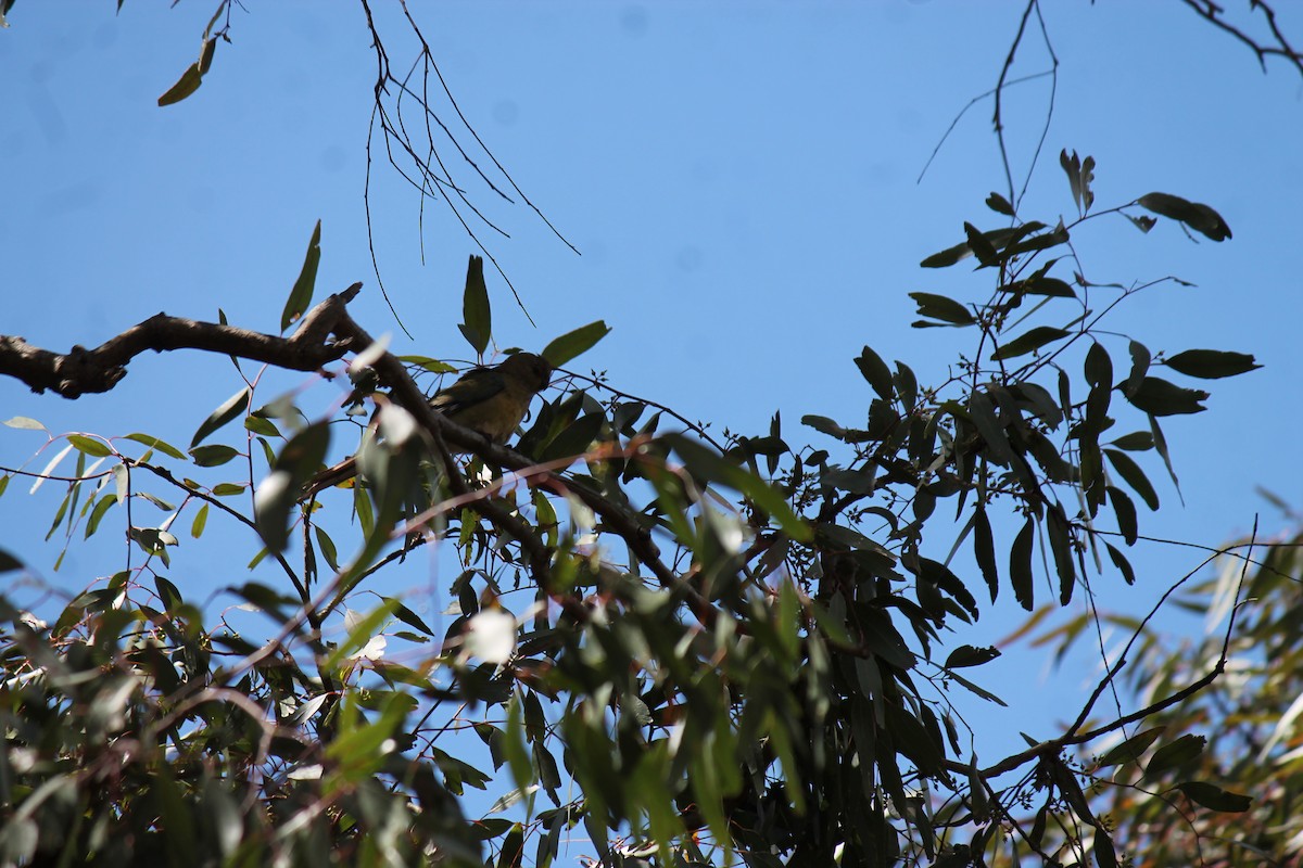 rosela zpěvavá - ML645911205