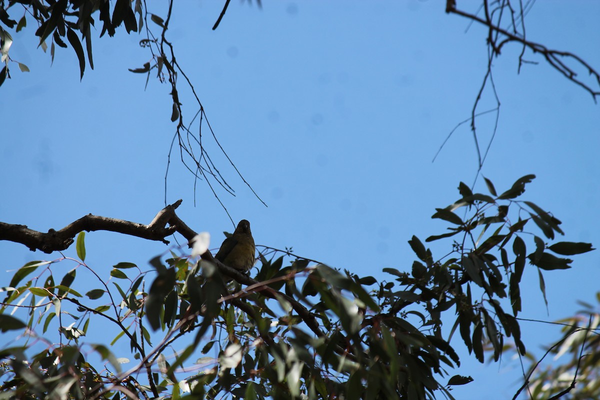 rosela zpěvavá - ML645911206