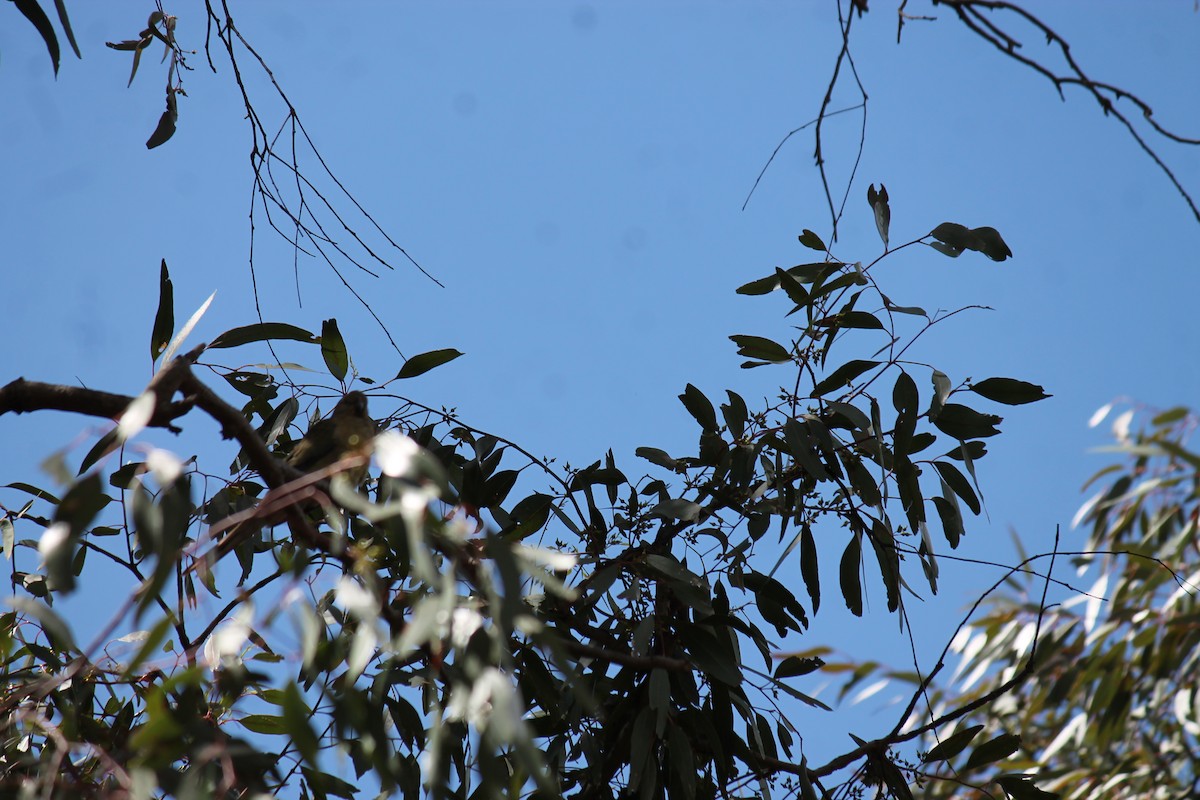 rosela zpěvavá - ML645911208