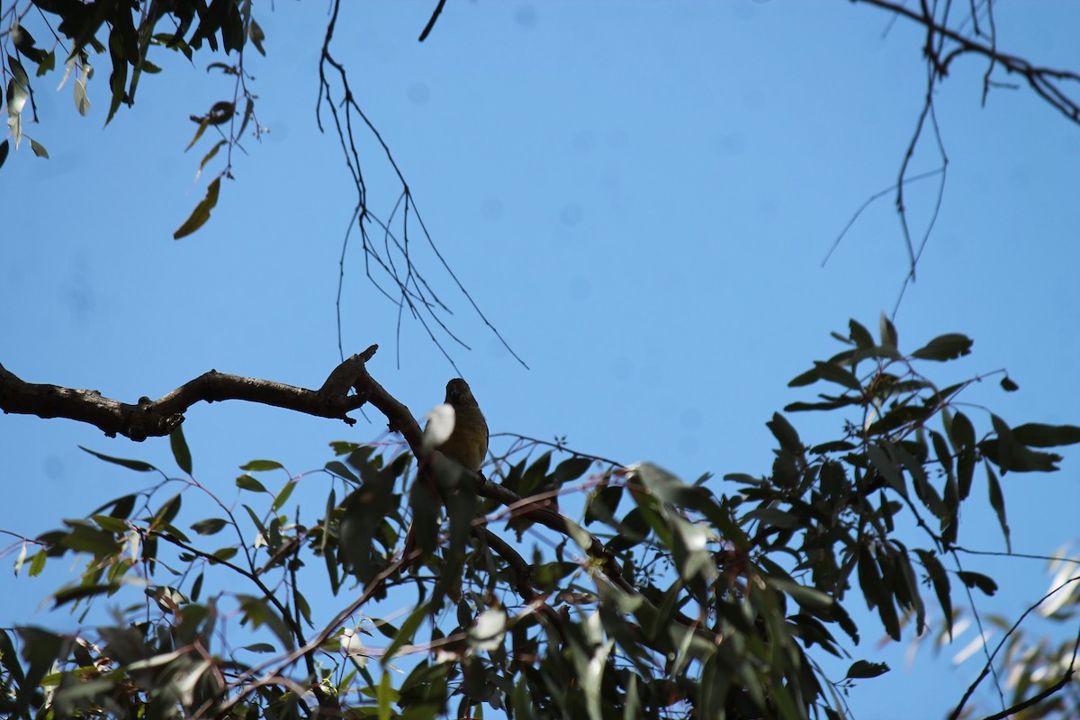 rosela zpěvavá - ML645911209