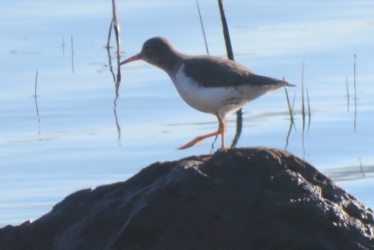 Spotted Sandpiper - ML645911228