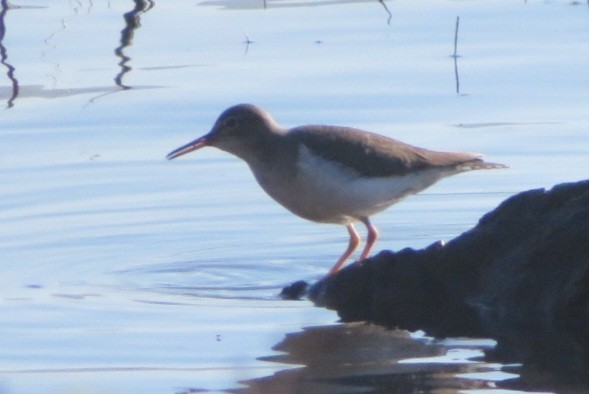 Spotted Sandpiper - ML645911229