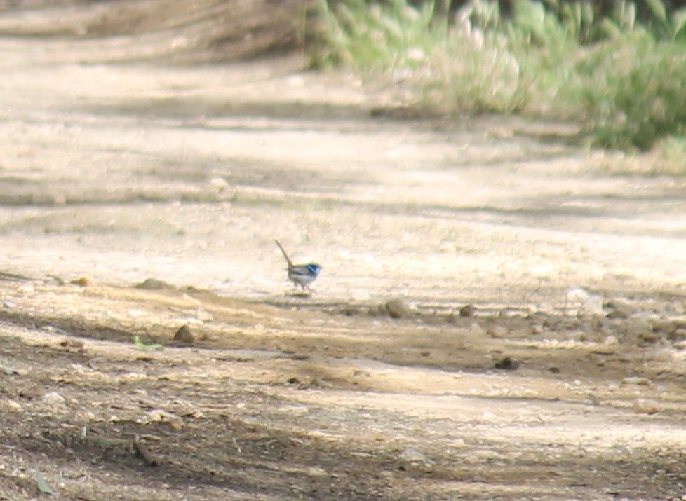 modropláštník nádherný - ML645911231