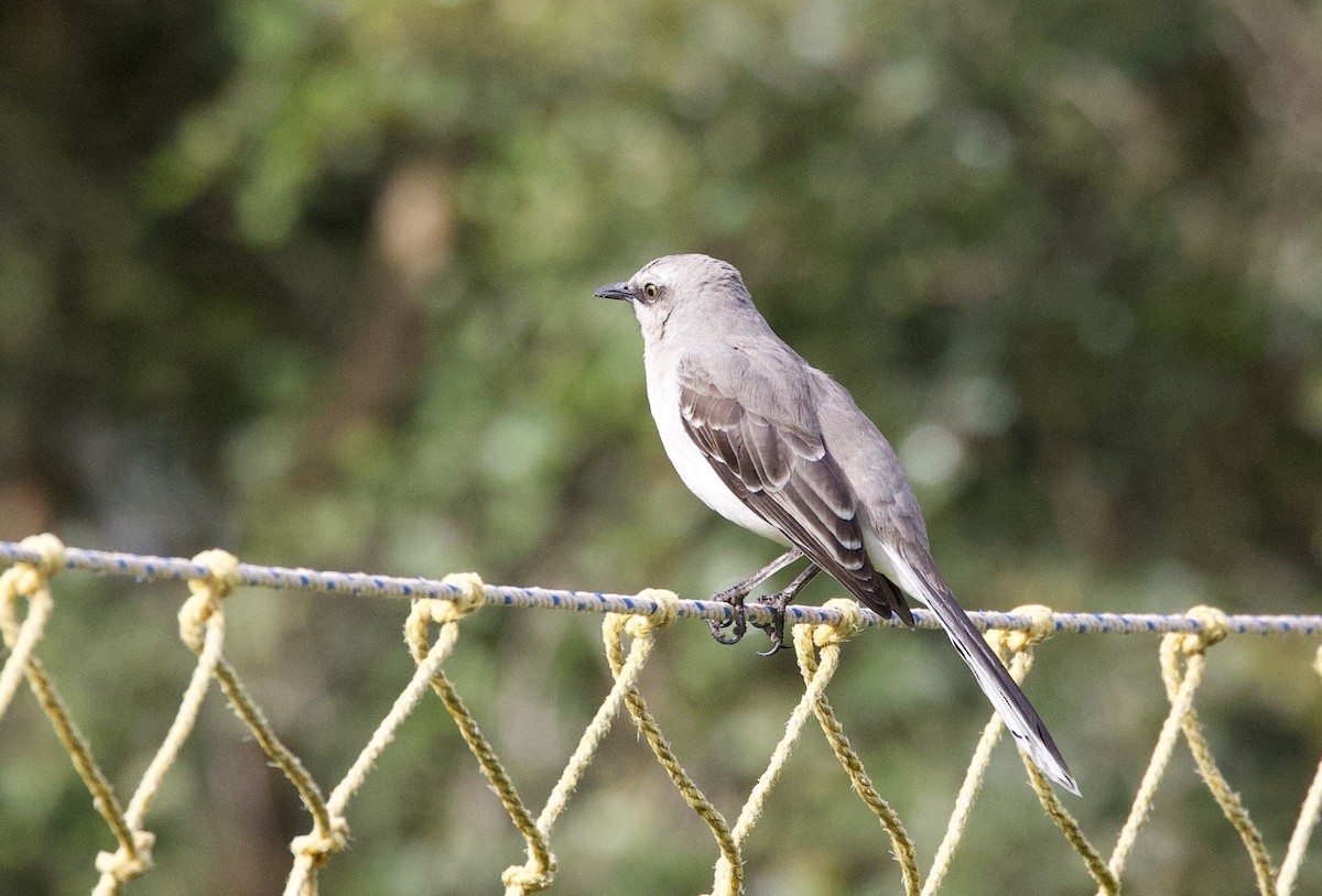 Tropikal Taklitçi - ML645911235