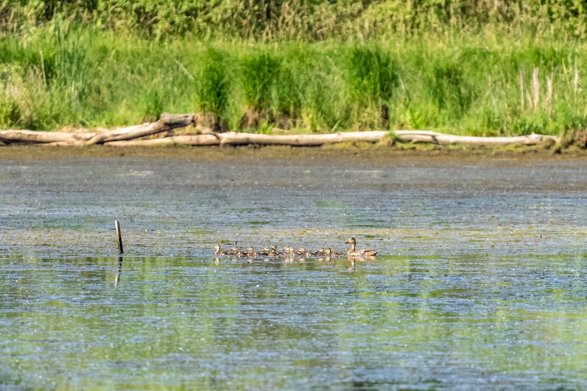 綠頭鴨 - ML645911236