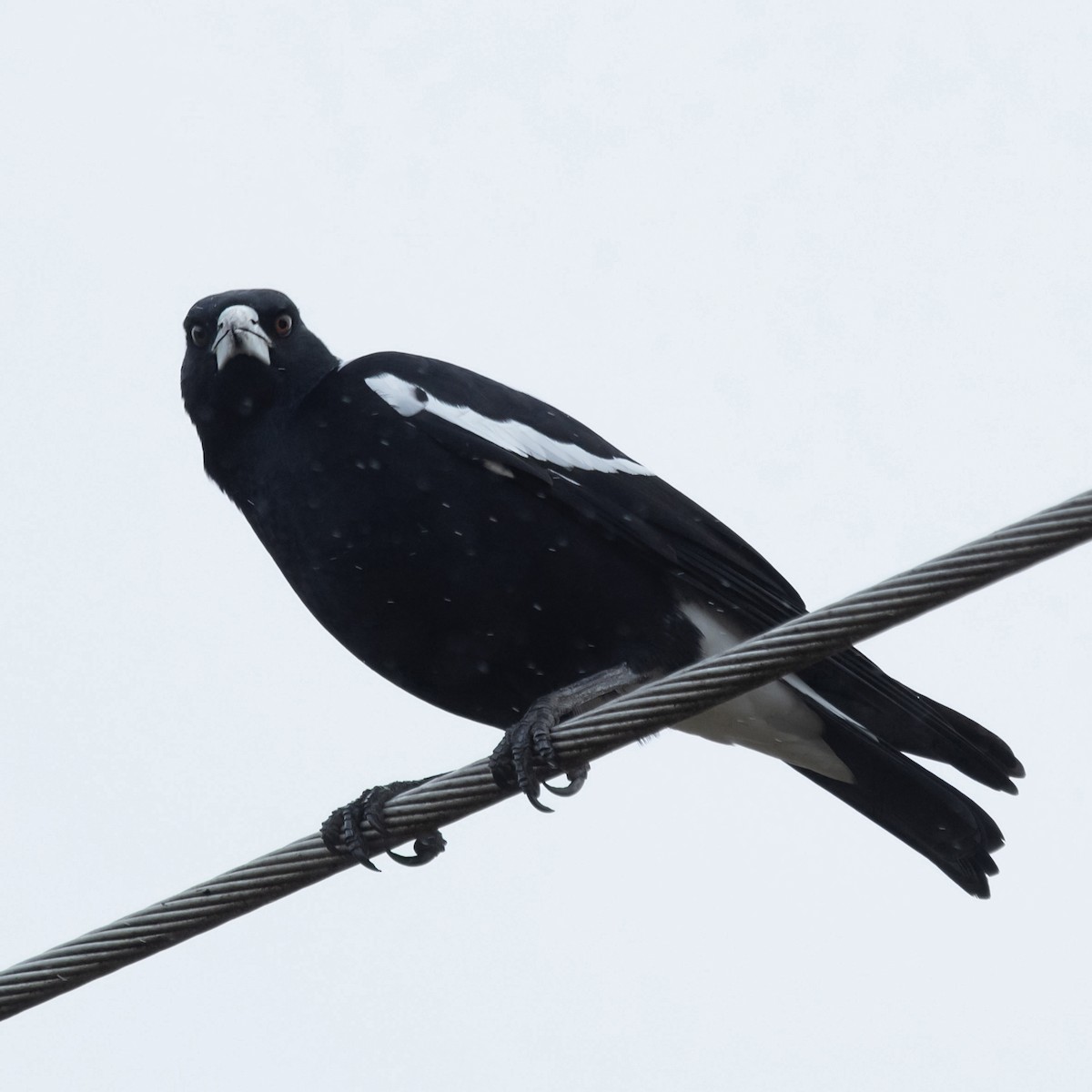 Australian Magpie (White-backed) - ML645911238