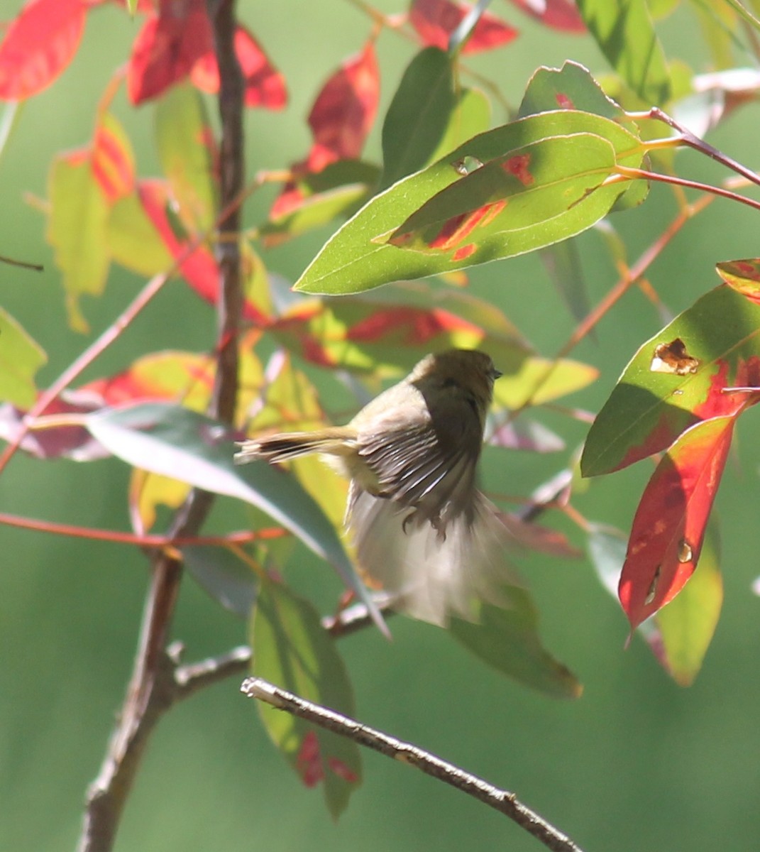 Striated Thornbill - ML645911239