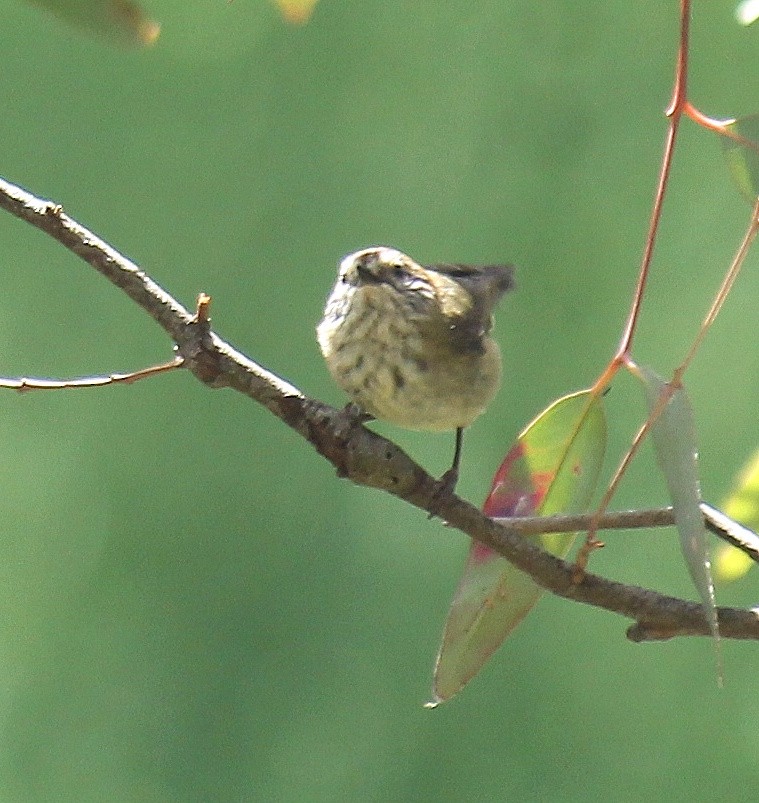 Striated Thornbill - ML645911240
