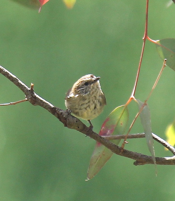 Striated Thornbill - ML645911241