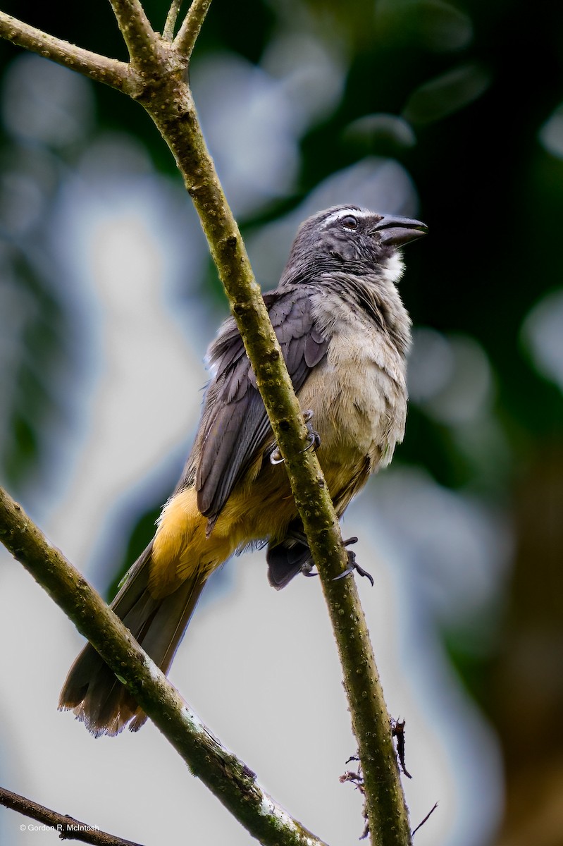 Cinnamon-bellied Saltator - ML645911282