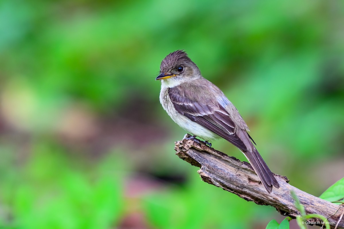 Northern Tropical Pewee - ML645911310