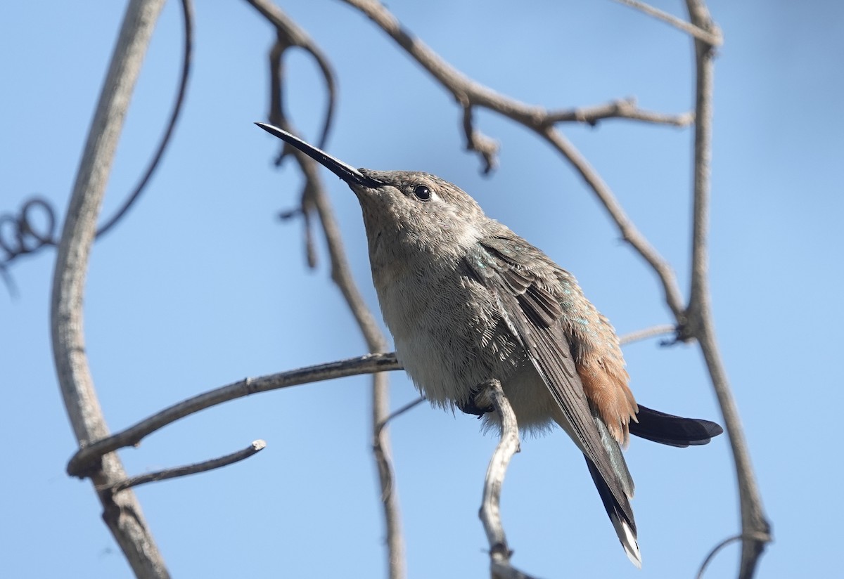 Oasis Hummingbird - ML645911312