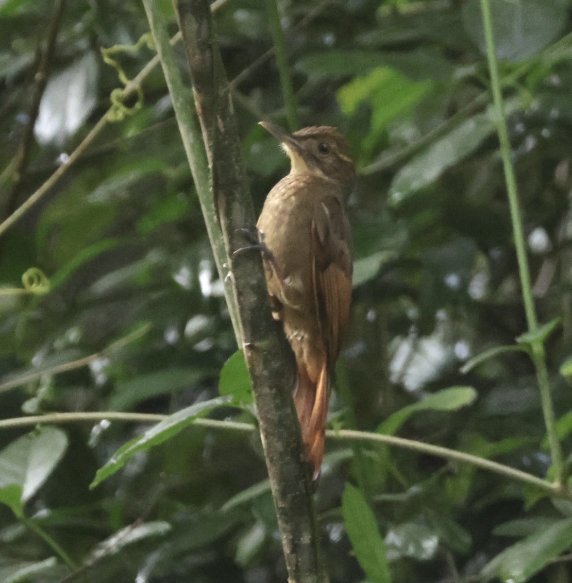 Hellschwingen-Baumsteiger - ML645911313