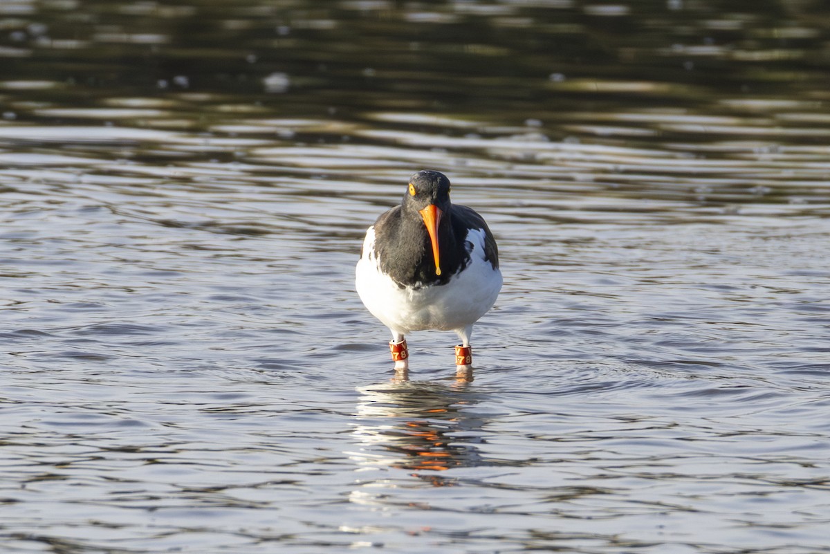 American Oystercatcher - ML645911319