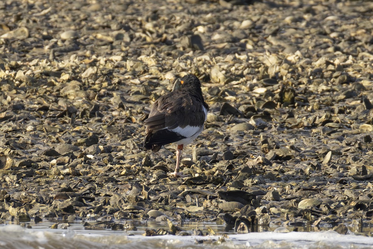 American Oystercatcher - ML645911320