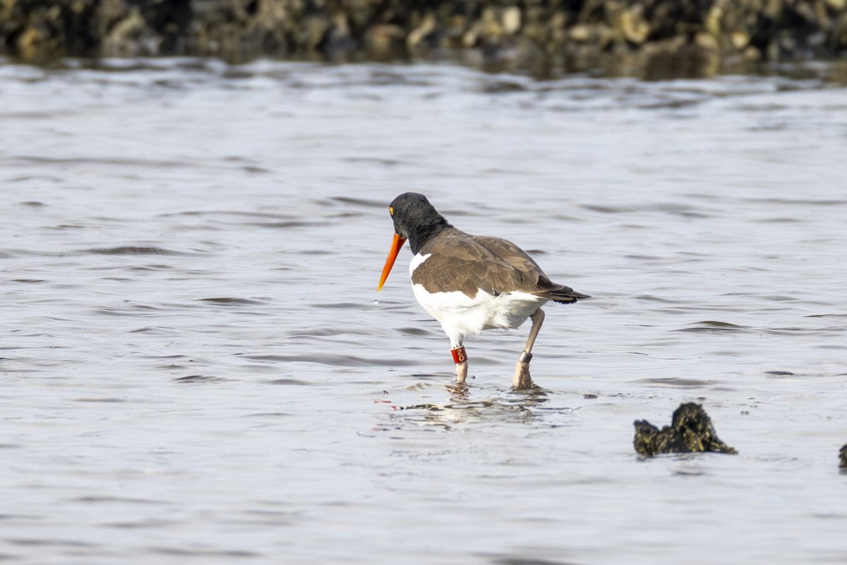 American Oystercatcher - ML645911322