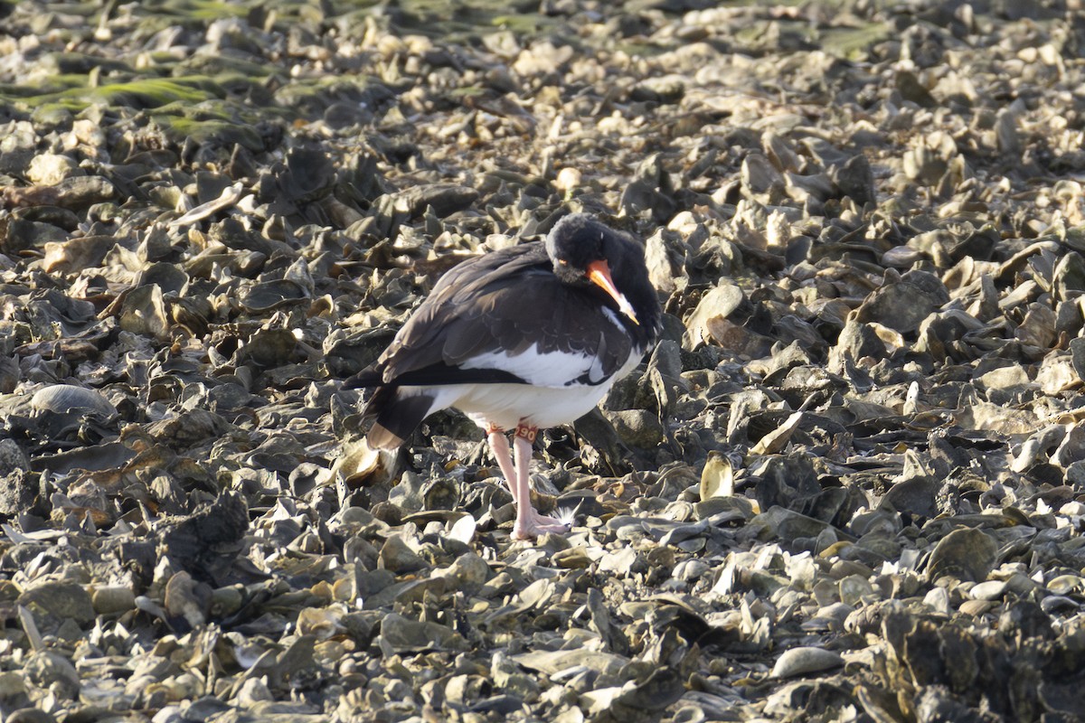 American Oystercatcher - ML645911323