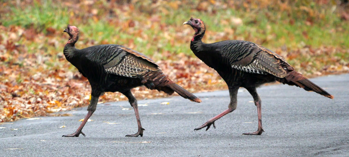 krocan divoký - ML645911330