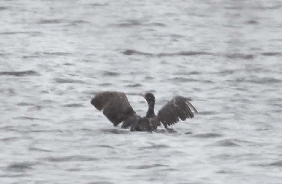 kormorán ušatý - ML645911335