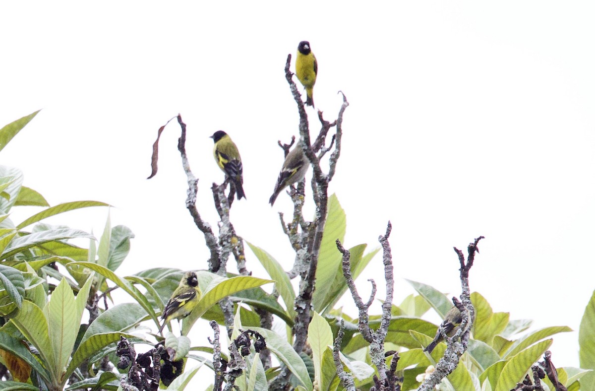 Hooded Siskin - ML645911340