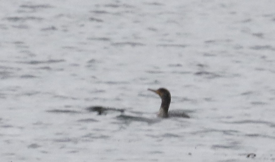 kormorán ušatý - ML645911342