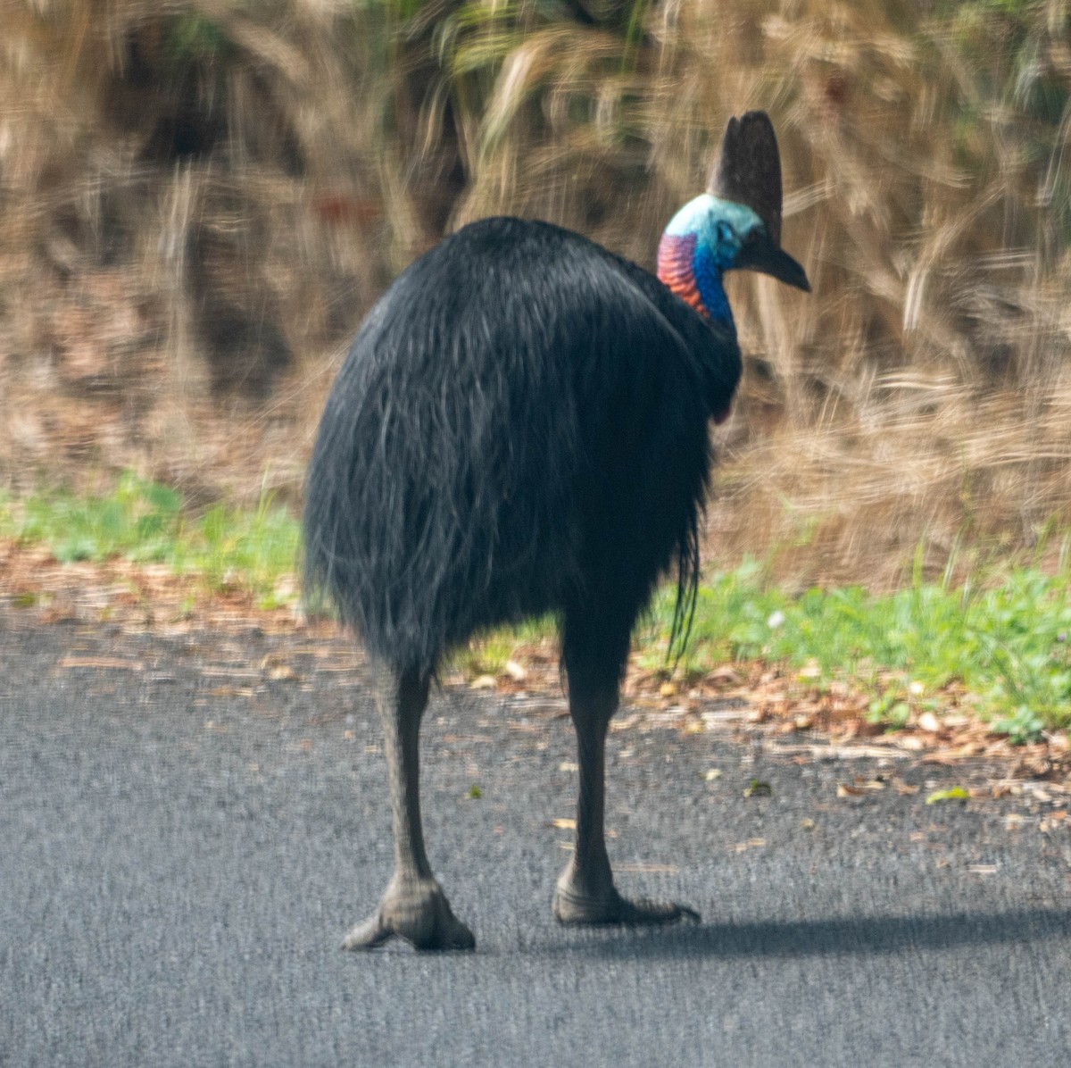 Southern Cassowary - ML645911348
