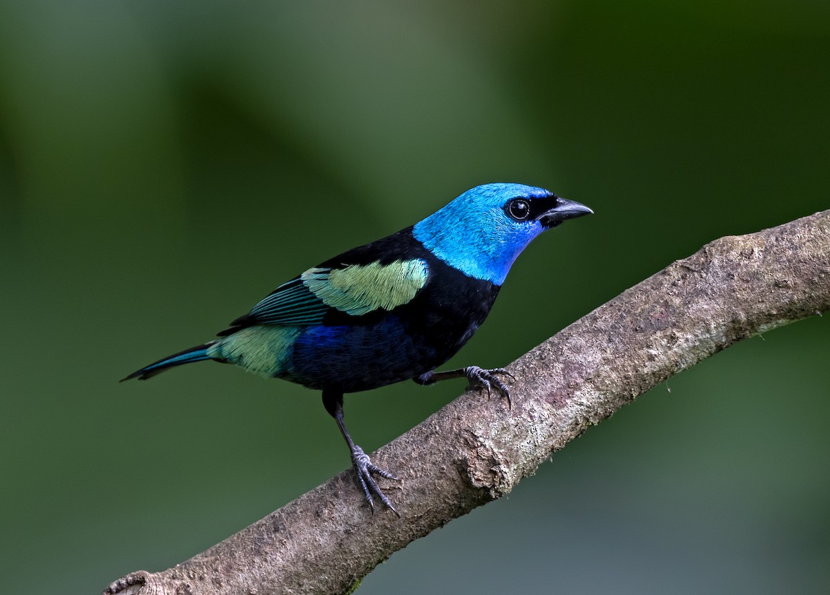 Лазурноголовая танагра - ML645911350