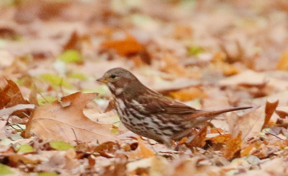strnadec kaštanový (ssp. iliaca/zaboria) - ML645911376