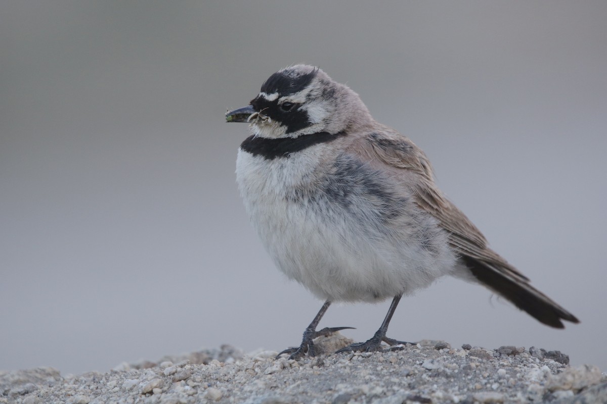 Жайворонок рогатий - ML645911377