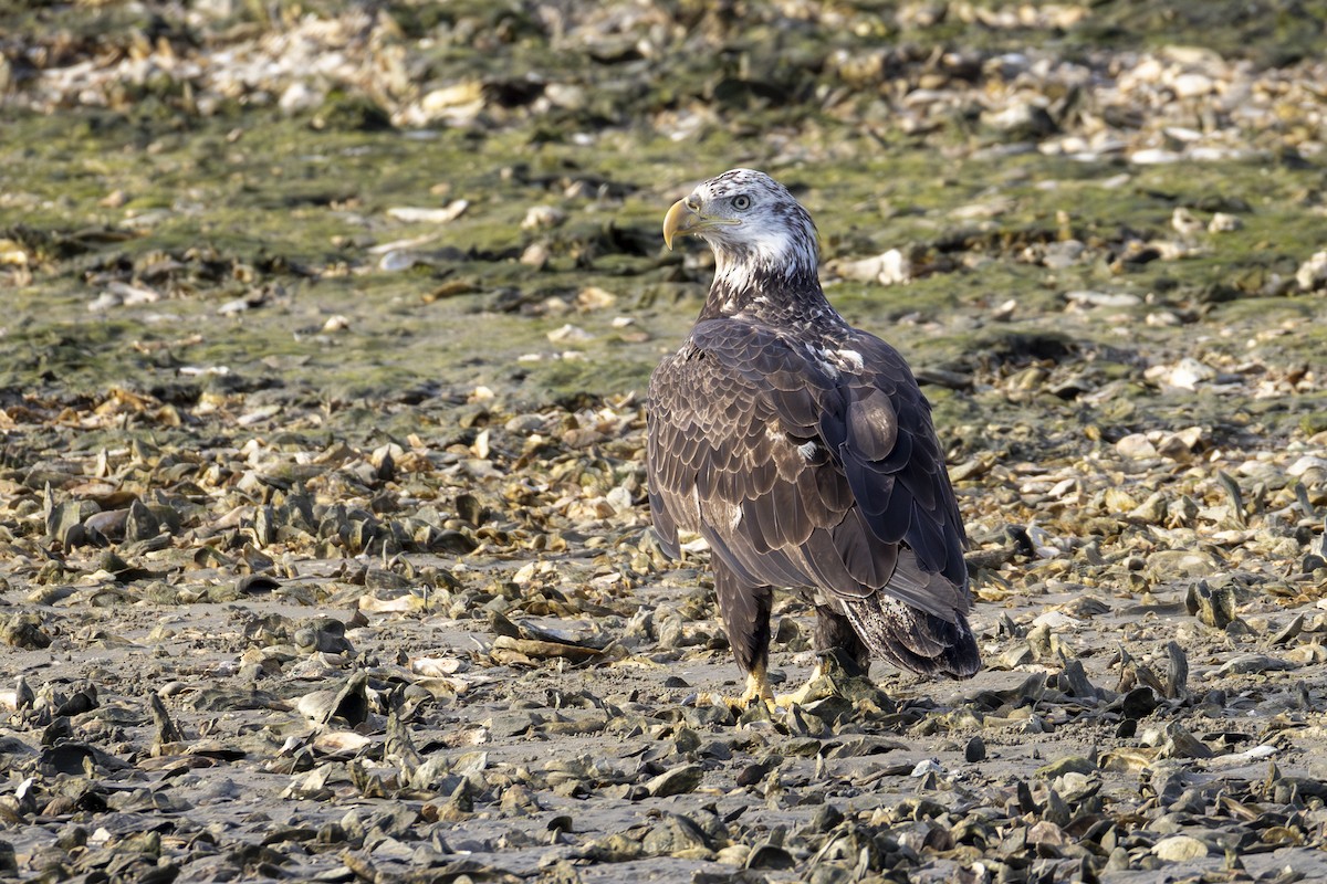 Bald Eagle - ML645911382