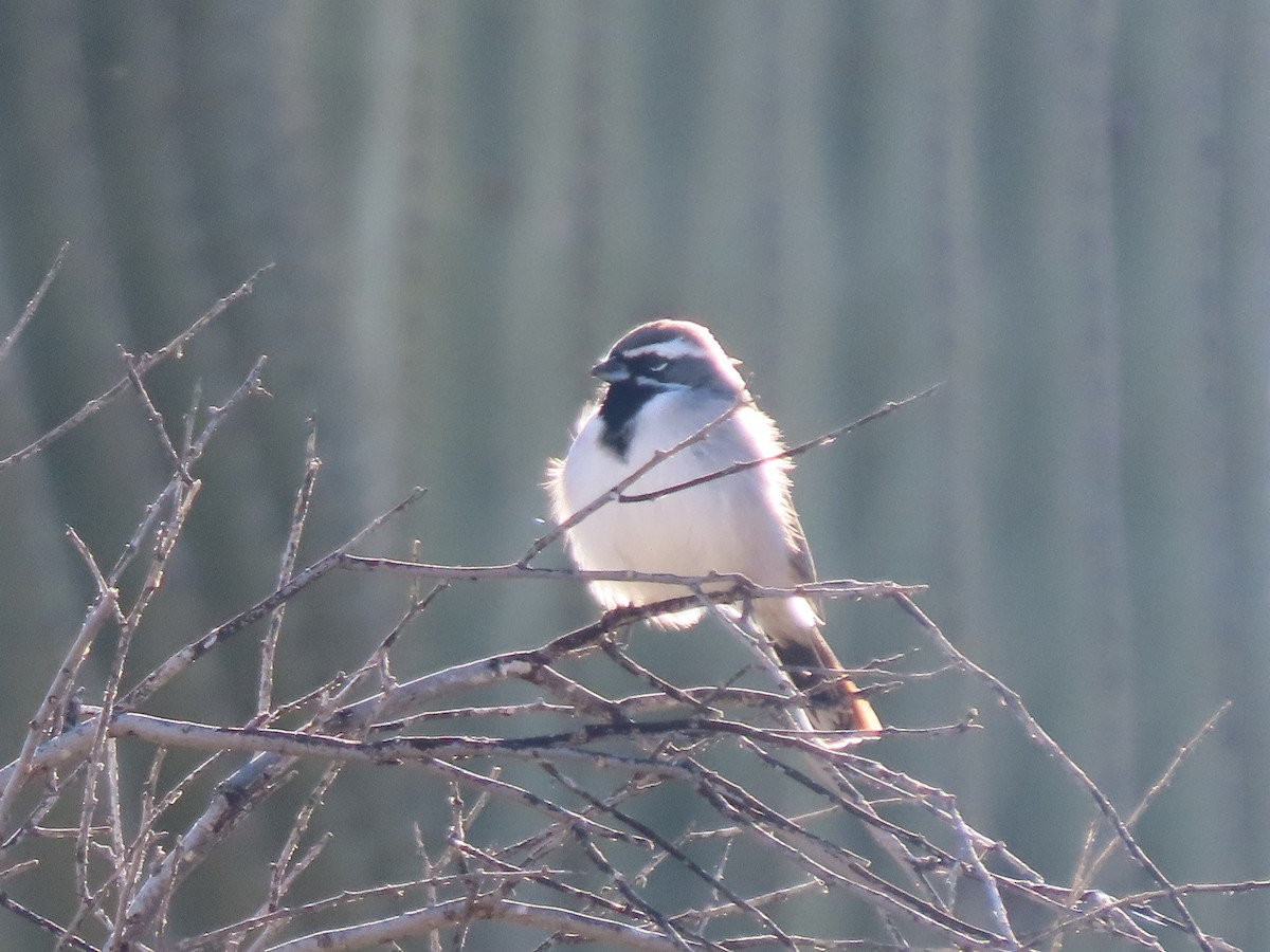 Black-throated Sparrow - ML645911383