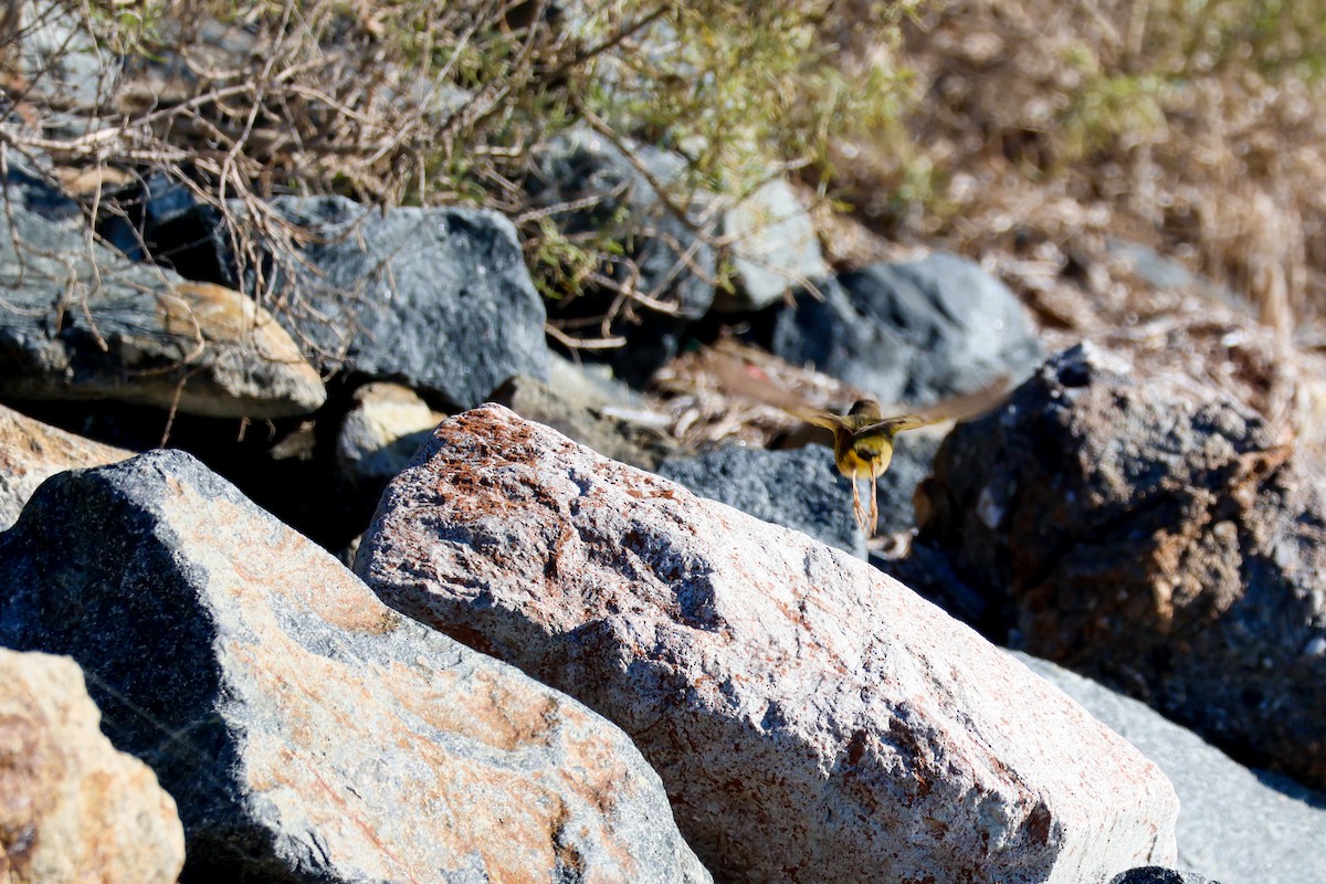 Common Yellowthroat - ML645911393